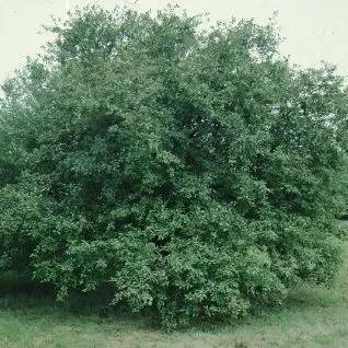 thumbnail for publication: Malus x 'Profusion' 'Profusion' Crabapple
